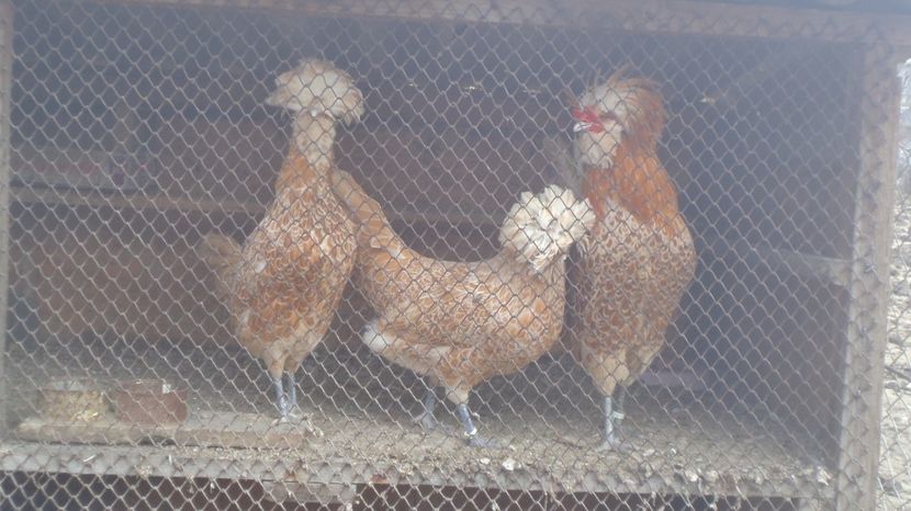  - PADUANE ACHIZITIE 2017 MATCA