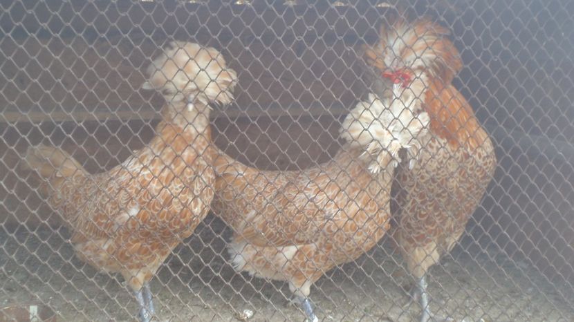  - PADUANE ACHIZITIE 2017 MATCA