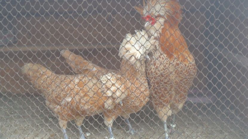  - PADUANE ACHIZITIE 2017 MATCA