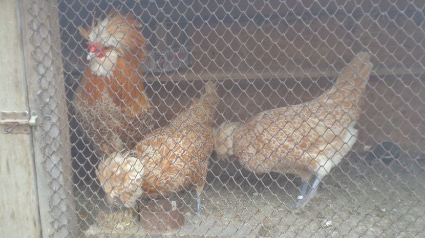  - PADUANE ACHIZITIE 2017 MATCA