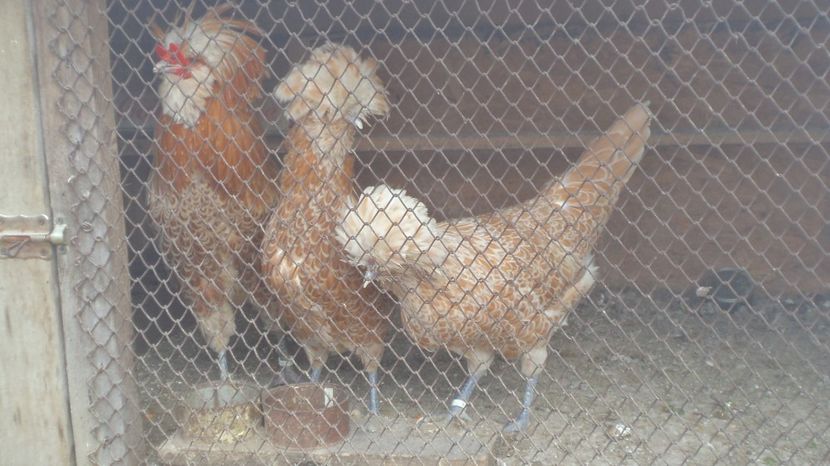  - PADUANE ACHIZITIE 2017 MATCA