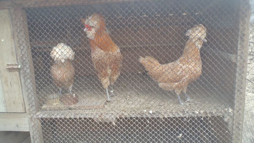  - PADUANE ACHIZITIE 2017 MATCA