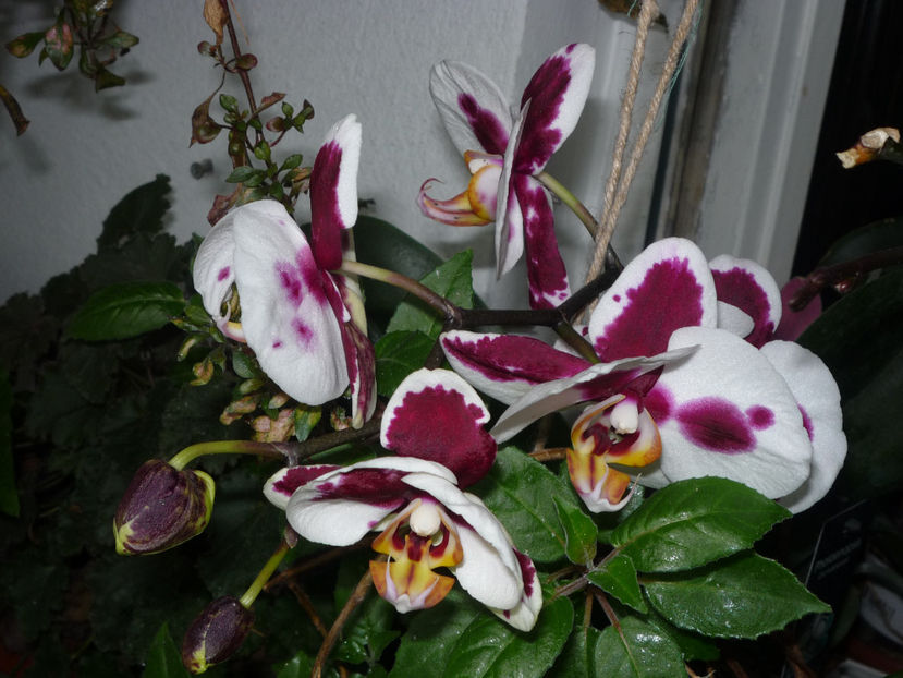 Orhidee - Flori 2017
