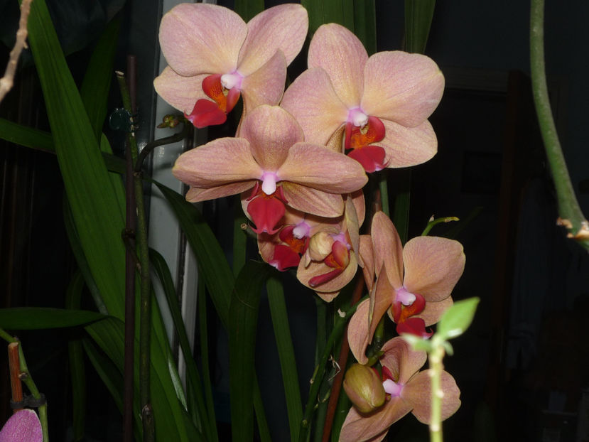Orhidee 1 - Flori 2017