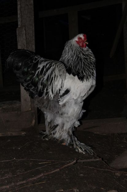  - cocosi HD pentru 2017