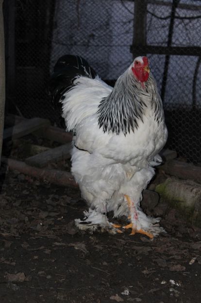  - cocosi HD pentru 2017