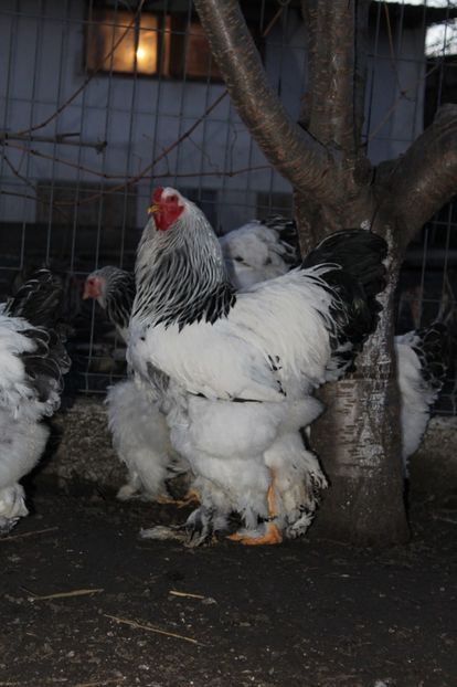  - cocosi HD pentru 2017