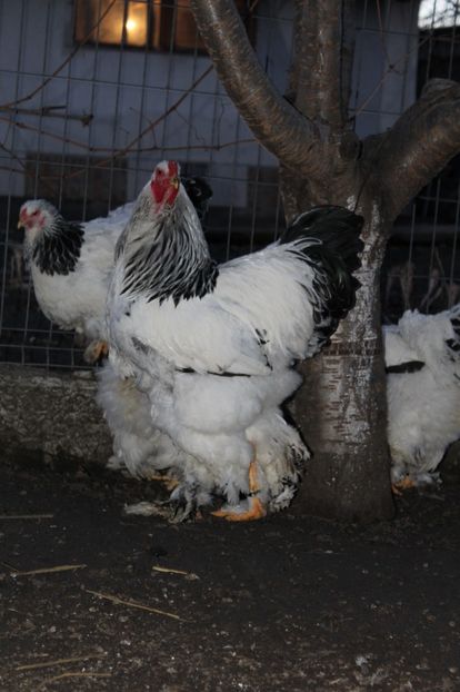  - cocosi HD pentru 2017