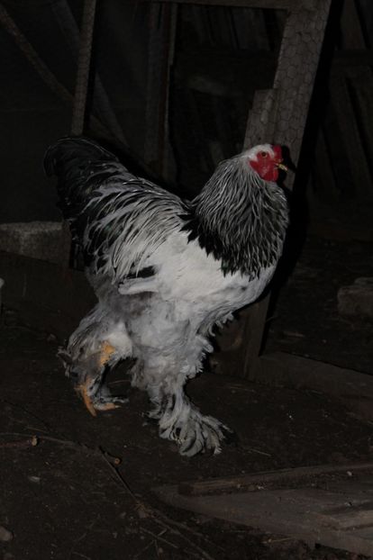  - cocosi HD pentru 2017