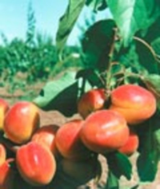 caise_carmela2 - Carmela