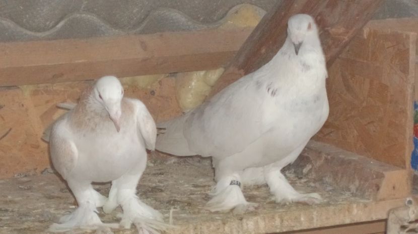  - POZE RECENTE DIN VOLIERA NOUA