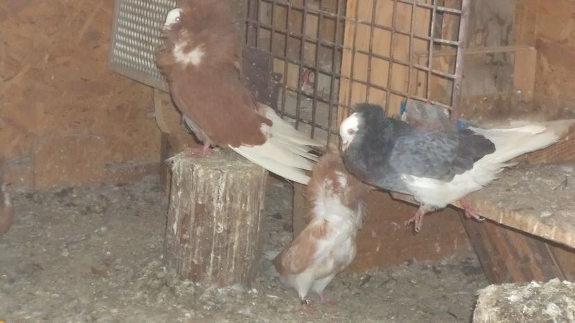  - POZE RECENTE DIN VOLIERA NOUA