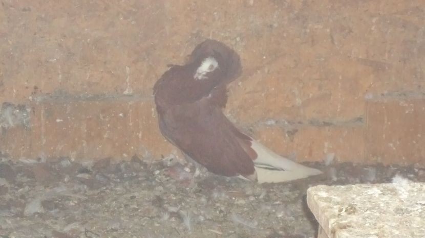  - POZE RECENTE DIN VOLIERA NOUA