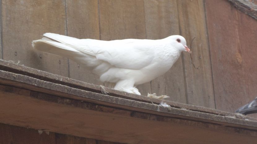  - POZE RECENTE DIN VOLIERA NOUA