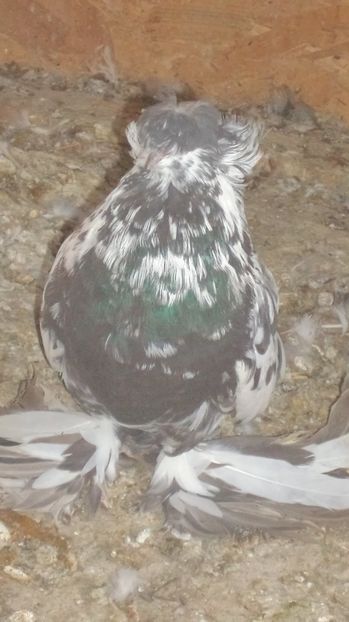  - TOBOSARI GERMANI MATCA 2016