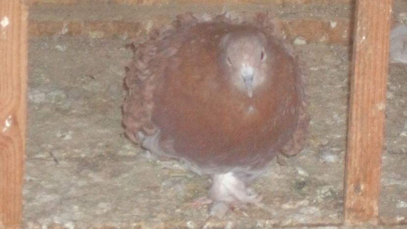  - FREZATI  CRETI MAGIARI