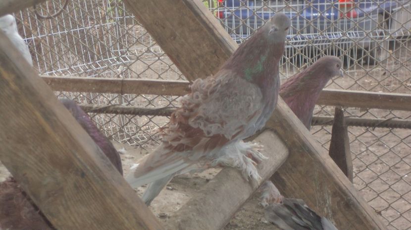  - FREZATI  CRETI MAGIARI