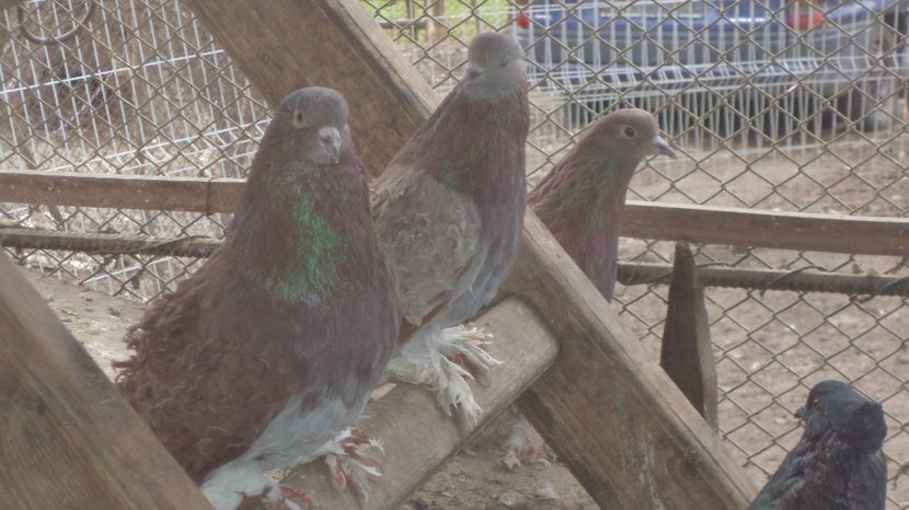  - FREZATI  CRETI MAGIARI