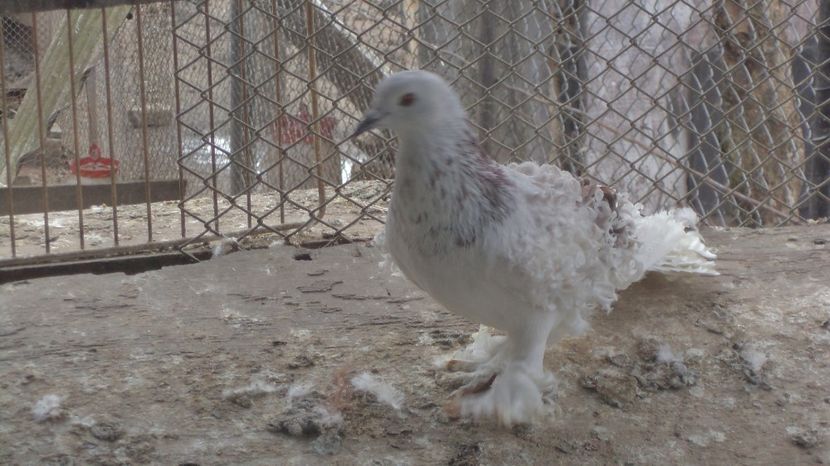  - FREZATI  CRETI MAGIARI