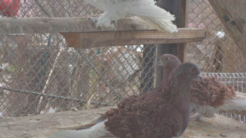  - FREZATI  CRETI MAGIARI