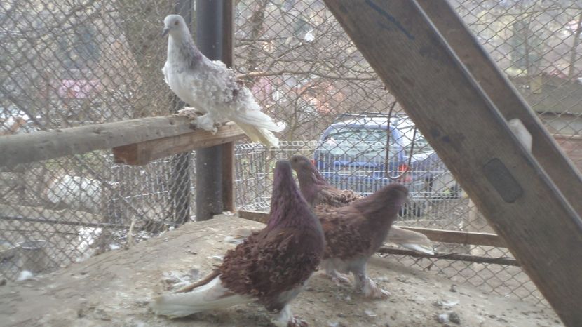  - FREZATI  CRETI MAGIARI