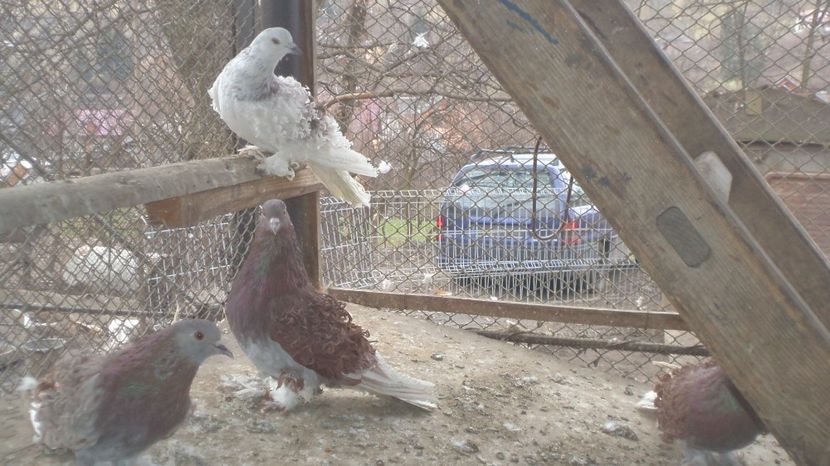  - FREZATI  CRETI MAGIARI