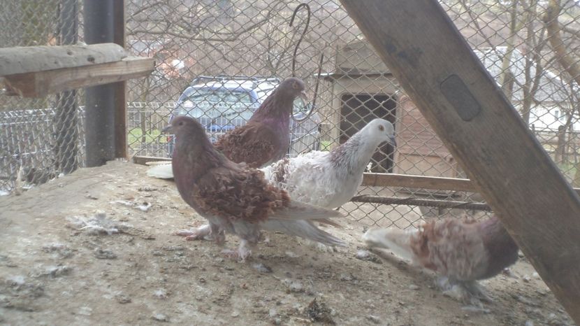  - FREZATI  CRETI MAGIARI