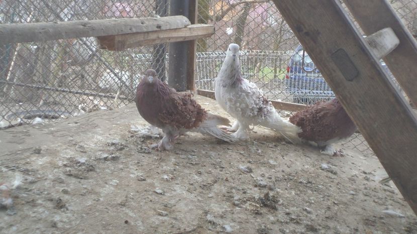  - FREZATI  CRETI MAGIARI