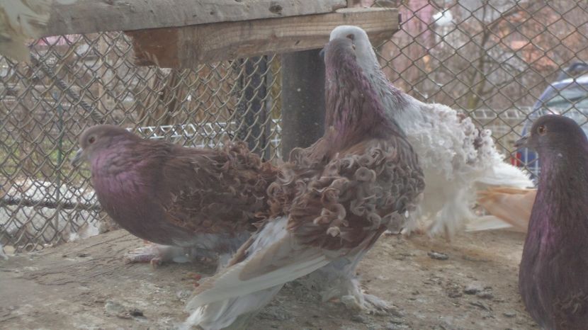  - FREZATI  CRETI MAGIARI