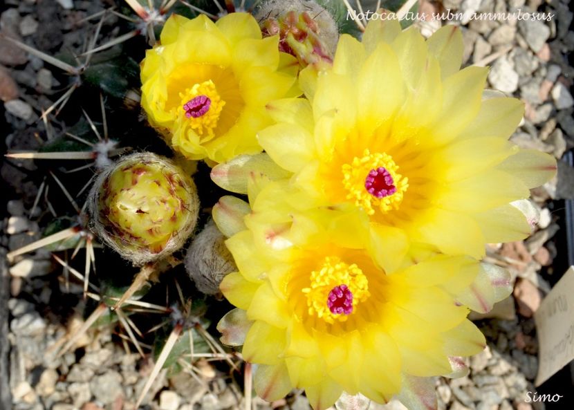 Notocactus submammulosus - Flori cactusi 2017