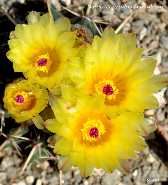 Notocactus submammulosus - Flori cactusi 2017