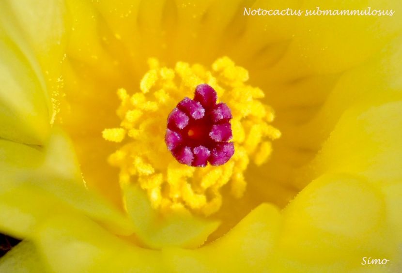 Notocactus submammulosus - Flori cactusi 2017