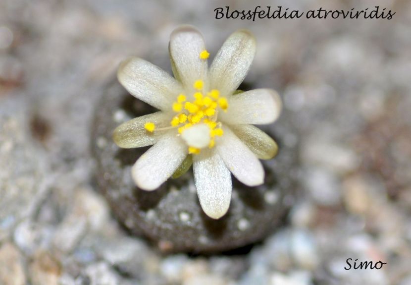 Blossfeldia atroviridis - Flori cactusi 2017