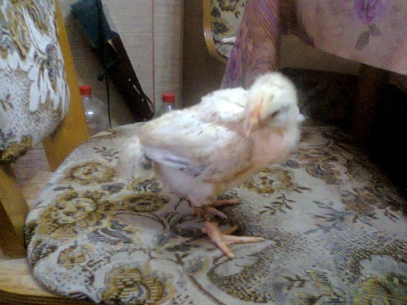 Fotografie2519 - seria 1