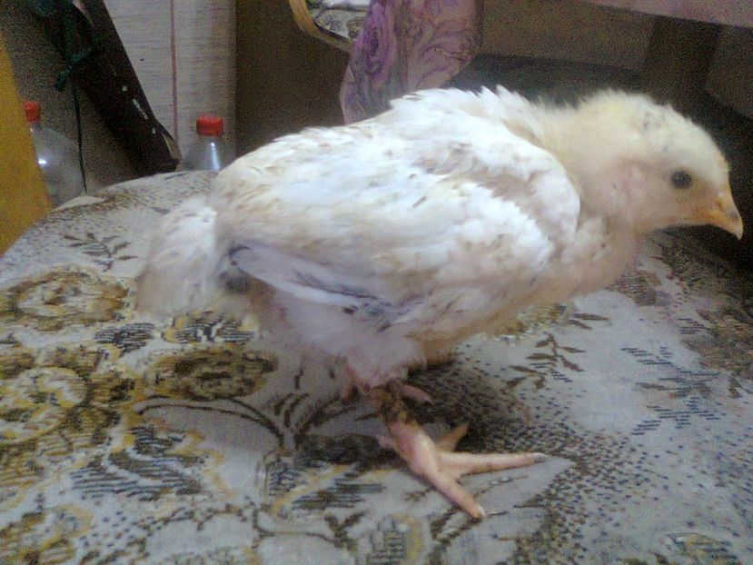 Fotografie2520- 2 săptămâni - seria 1