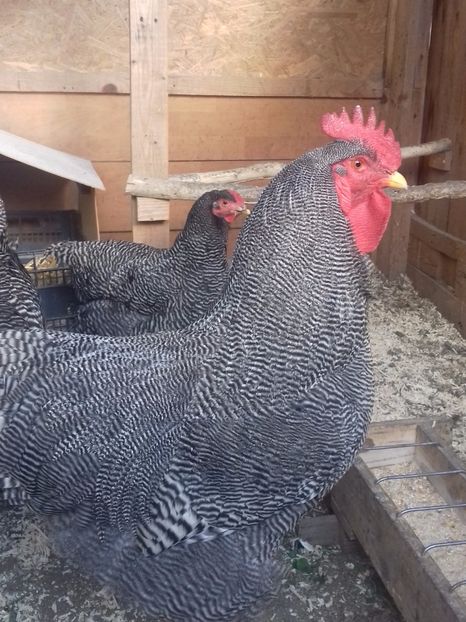  - PLYMOUTH ROCK-BARAT 2016-2017