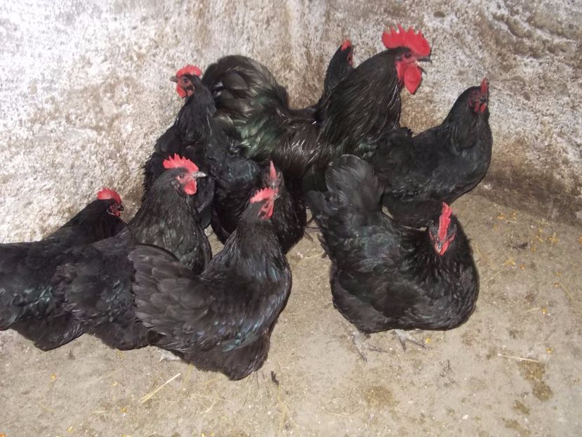  - Gaini Australorp 2017 fam 2 vandute
