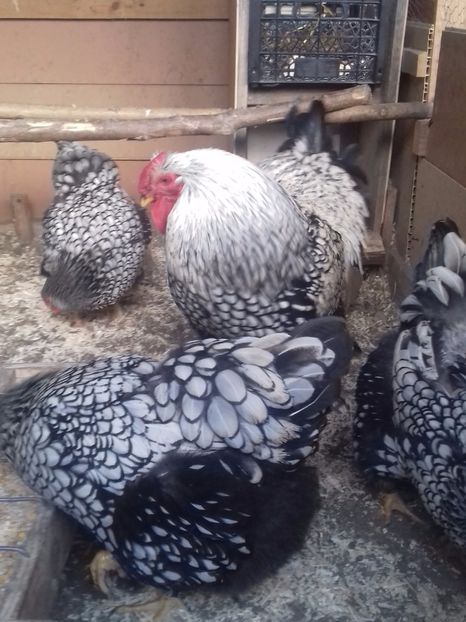  - WYANDOTTE ARGINTIU 2016-2017