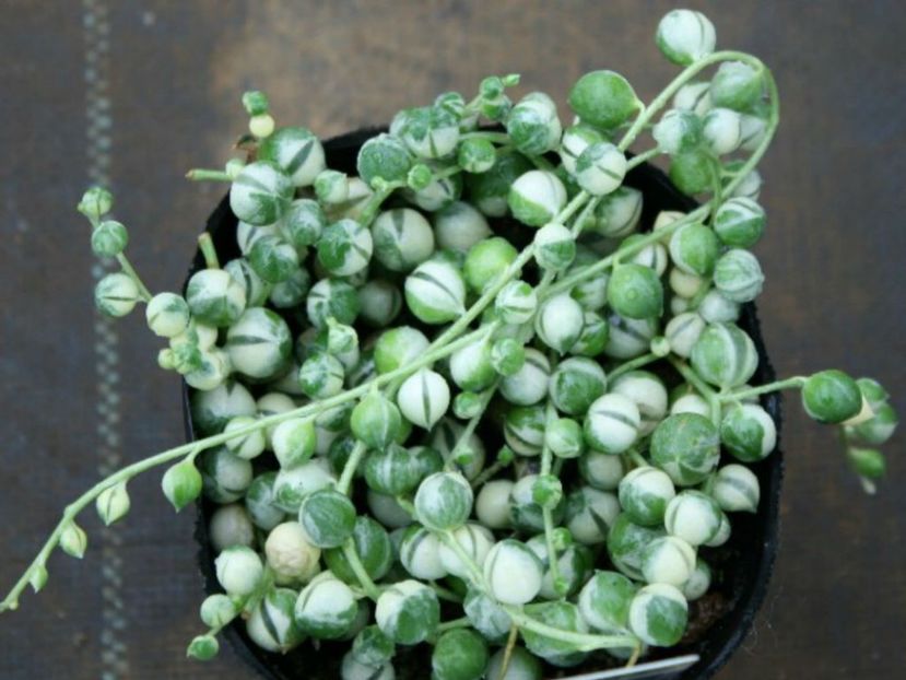 Curio-rowleyanus-Senecio-rowleyanus-Variegata3[1] - 000-Plante pe care le doresc