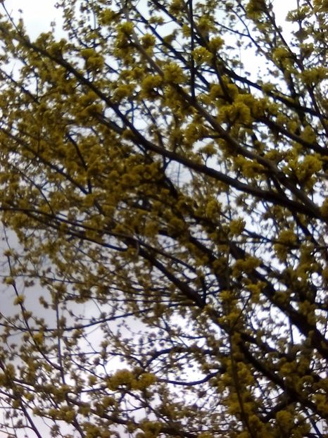  - Cel mai frumosi pui