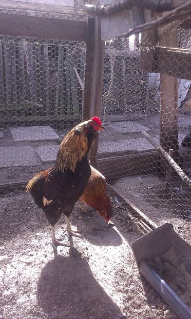  - Araucana
