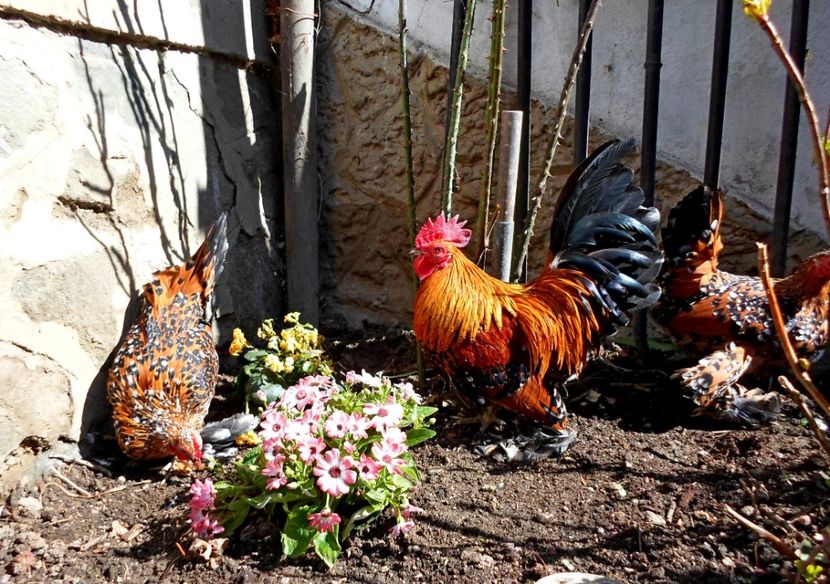  - 1 - auriu portelan