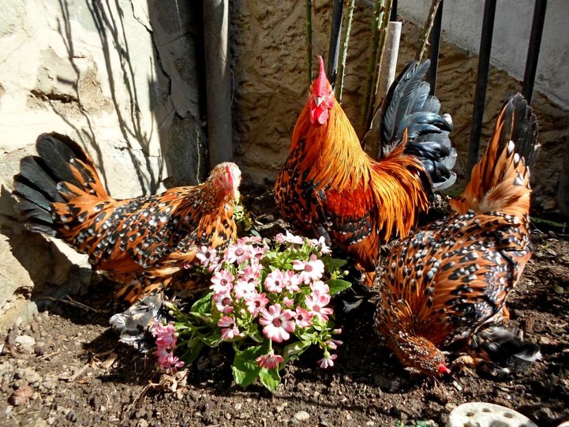  - 1 - auriu portelan