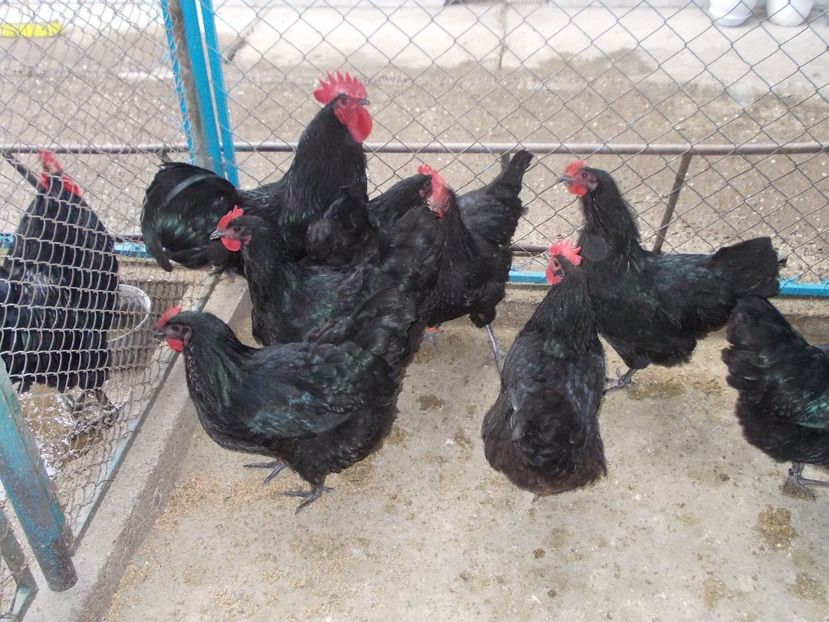  - Gaini Australorp 2017 fam1