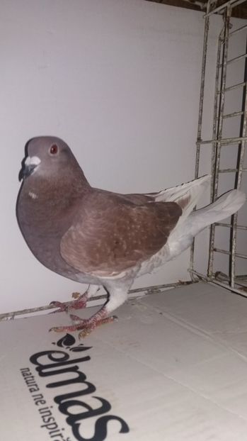 F 2016 vanduta - De vanzare kingi