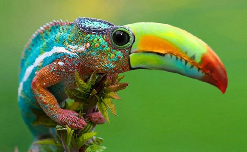 camuflaj adevărat, vere!... "3in1" - NATURA ȘI SURPRIZELE EI