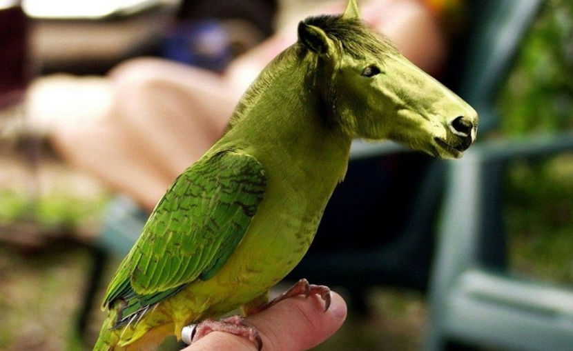 căluțul transportator înaripat mini-Ferrari - NATURA ȘI SURPRIZELE EI