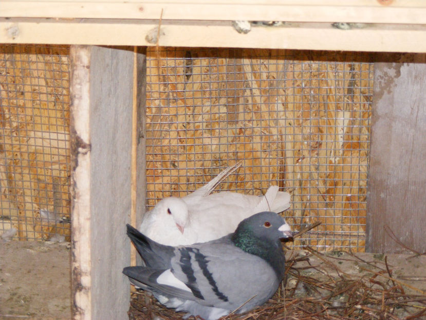  - MATCA AMERICANI 2017