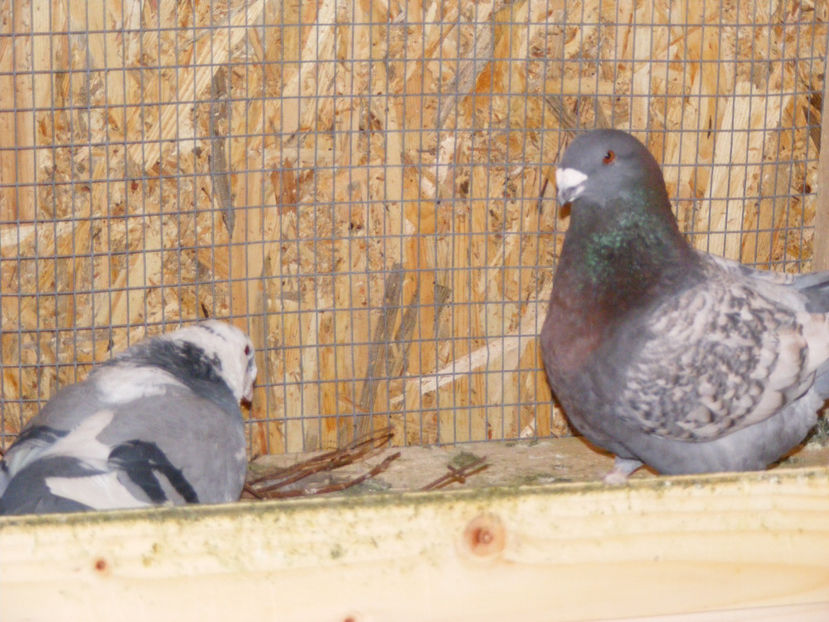  - MATCA AMERICANI 2017