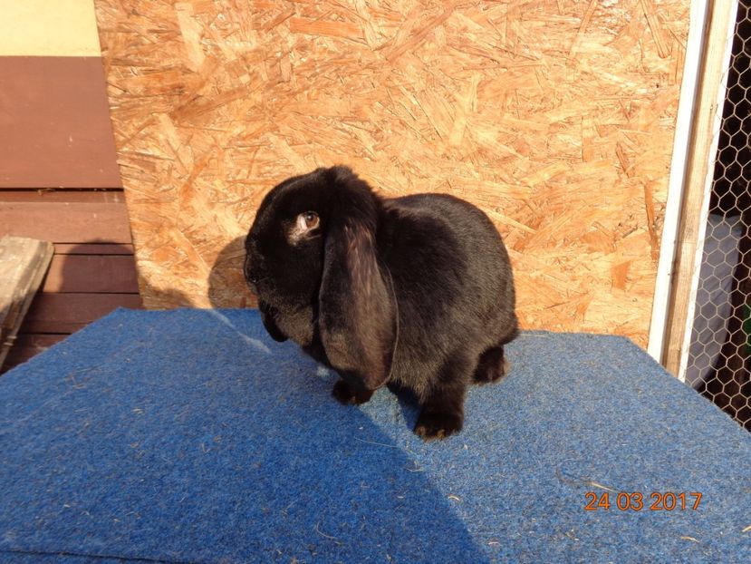  - Femele gestante 25 03 2017